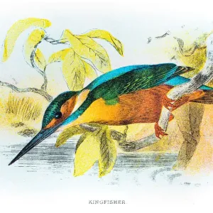 Kingfisher engraving 1896 Kingfisher engraving 1896