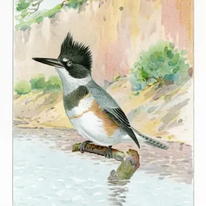Kingfisher illustration 1897 Kingfisher illustration 1897