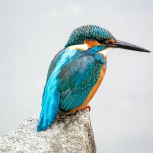Kingfisher Print - Vibrant Tokyo Bird Scene Kingfisher Print - Vibrant Tokyo Bird Scene