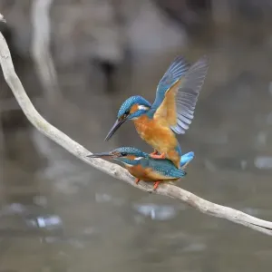 Kingfishers in Copula Print Kingfishers in Copula Print