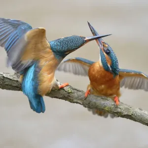 Kingfishers Print: Two Female Alcedo atthis in Breeding Dispute Kingfishers Print: Two Female Alcedo atthis in Breeding Dispute