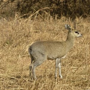 Kirks Dik-dik -Madoqua kirkii-, Serengeti National Park, Serengeti, Tanzania