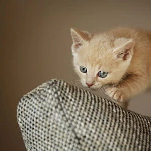 Kitten, 6 weeks, standing on a sofa
