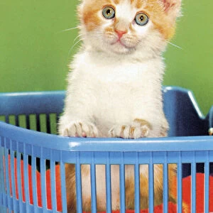 Kitten in Basket