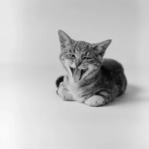 Kitten Yawning Print Kitten Yawning Print