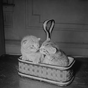Two kittens in basket, house interior