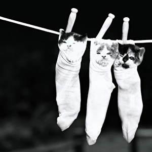 Three kittens in socks