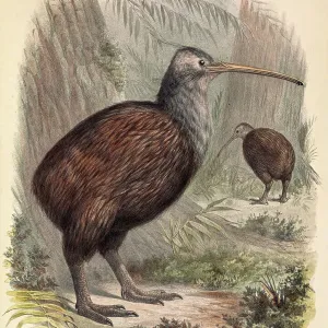 Kiwi, 19th century illustration