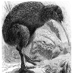Kiwi (Apteryx Australis)