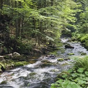Kleine Ohe forest creek near Waldhaeuser in the Bavarian Forest National Park, Lower Bavaria, Bavaria, Germany, Europe