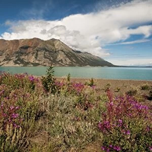 Kluane Lake with wildflowers