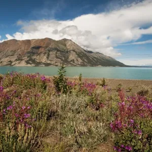 Kluane Lake Print with Purple Wildflowers