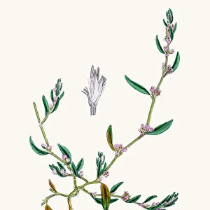 Knotgrass used to treat urinary infections