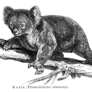 Koala engraving 1895 Koala engraving 1895