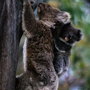 Koala (Phascolarctos cinereus) climbing tree with baby, Australia