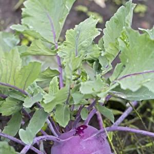 Kohlrabi, Turnip cabbage -Brassica oleracea var gongylodes L. -