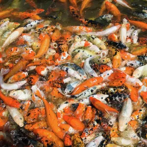 Koi carps feeding frenzy, TongLi, JiangSu, China