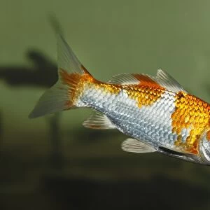 Koi, or Nishikigoi -Cyprinus carpio- in aquarium