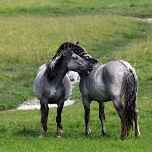 Konik horses (Equus przewalskii f. caballus), mare and stallion, tarpan or wild horse, backbreeding
