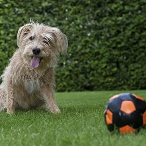 Kromfohrlaender and Irish Terrier hybrid dog sitting expectantly next to a ball