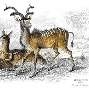 Kudu antelope lithograph 1884