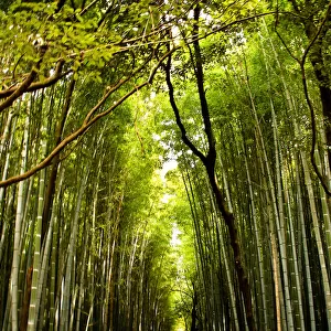 Kyotos famous Bamboo walk path in Arashiyama area