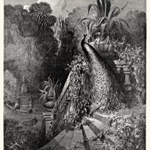 La Fontaines Fables - Peacock complaining to Juno