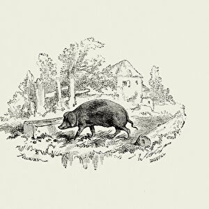 La Fontaines Fables - The Pig