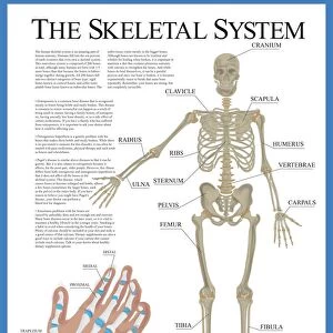 Labelled Human Skeletal System Poster