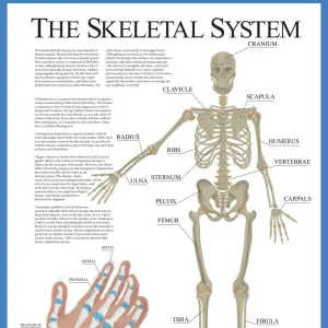 Labelled Human Skeletal System Poster