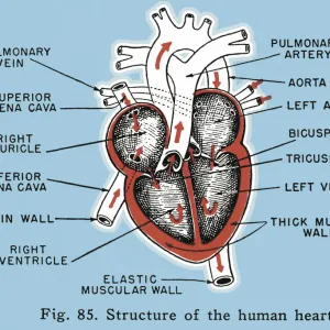 Labelled Structure of the Human Heart Diagram