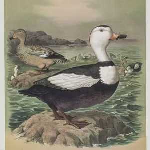 Labrador duck, 19th century illustration