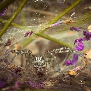 Labyrinth Spider -Agelena labyrinthica-, Schmellwitz, Cottbus, Brandenburg, Germany