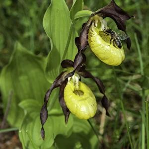 Ladies Slipper Orchid & Bee