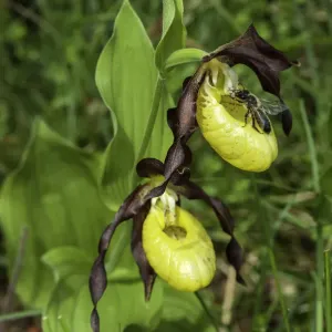 Ladies Slipper Orchid & Bee Print Ladies Slipper Orchid & Bee Print