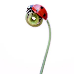 Ladybird Ladybird