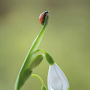 Ladybird climbing on a Leucojum flower