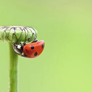 Ladybird (Ladybug)