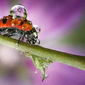 Ladybird on stem
