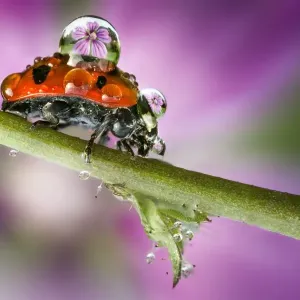 Ladybird on a stem Print with dew drops Ladybird on a stem Print with dew drops