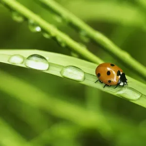 Ladybird on Straw Print Ladybird on Straw Print