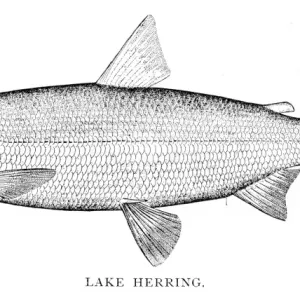 Lake herring engraving 1898 Lake herring engraving 1898
