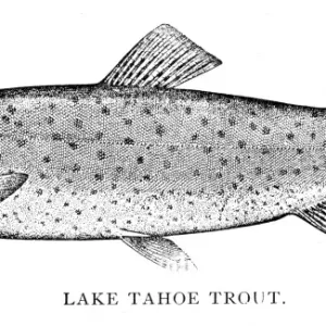 Lake tahoe trout engraving 1898 Lake tahoe trout engraving 1898