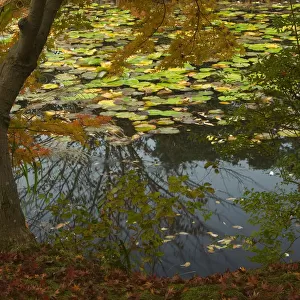 Lakeshore detail with maple and lily pads, near Ryoanji Garden, Kyoto, Honshu, Japan