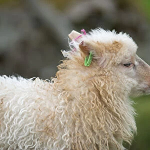 Lamb with and ear tag, Faroe Islands, Denmark