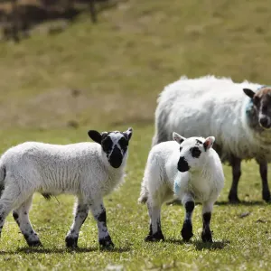 Lambs, County Cork, Ireland, British Isles, Europe Lambs, County Cork, Ireland, British Isles, Europe