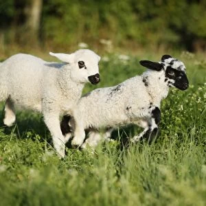 Two lambs jumping over a meadow