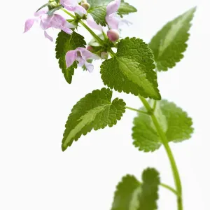 Lamium Maculatum Print on White Background Lamium Maculatum Print on White Background