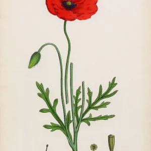 Lamotteas Poppy Print, Digitally Restored Antique Engraving