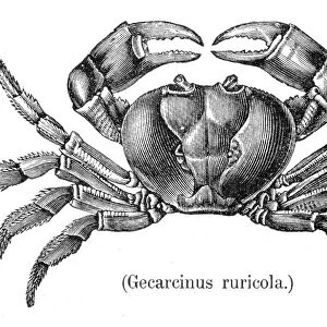 Land crab engraving 1888